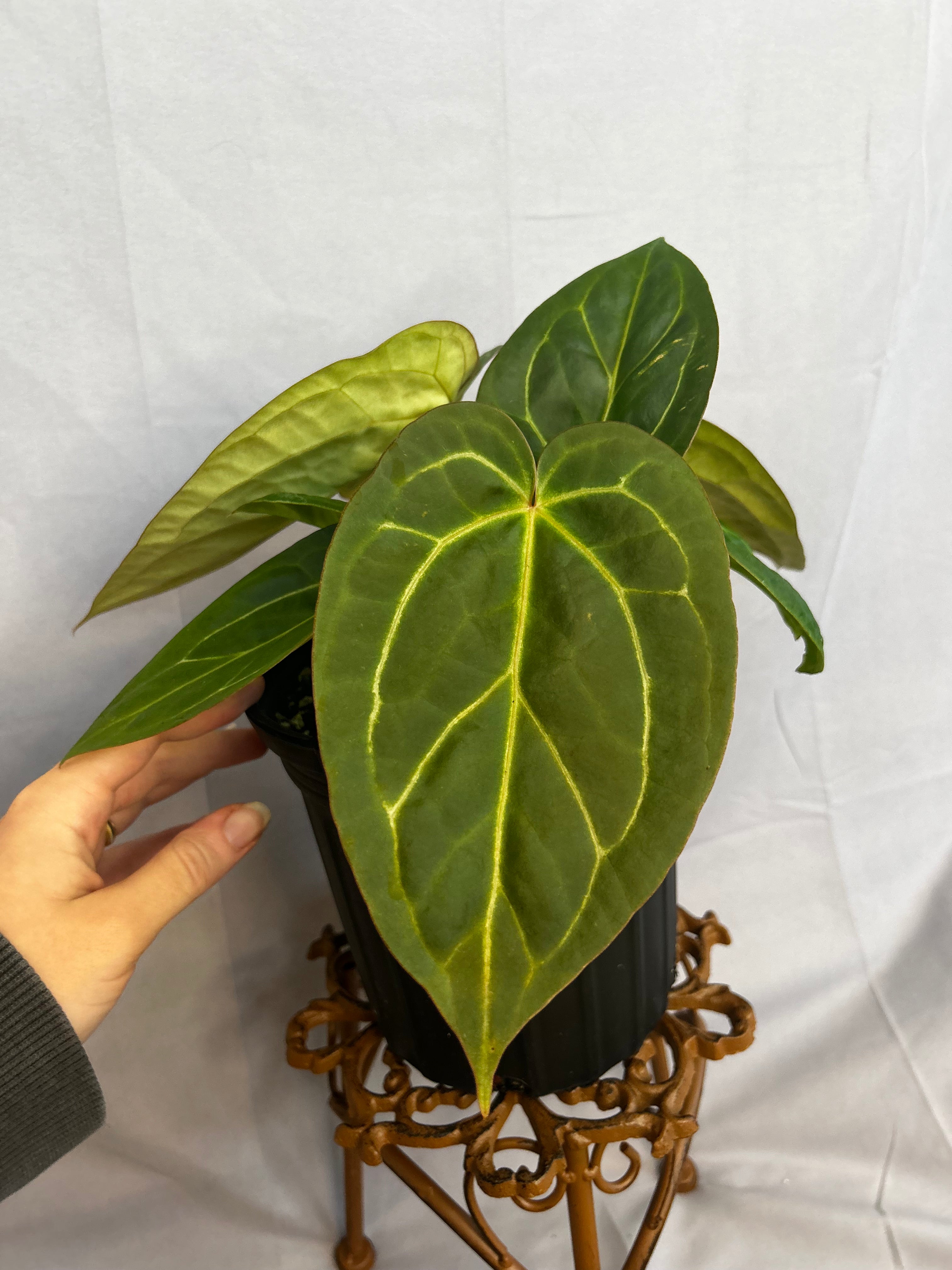 Anthurium ((Crystal x Mag) x Subsignatum x Red Crystal)