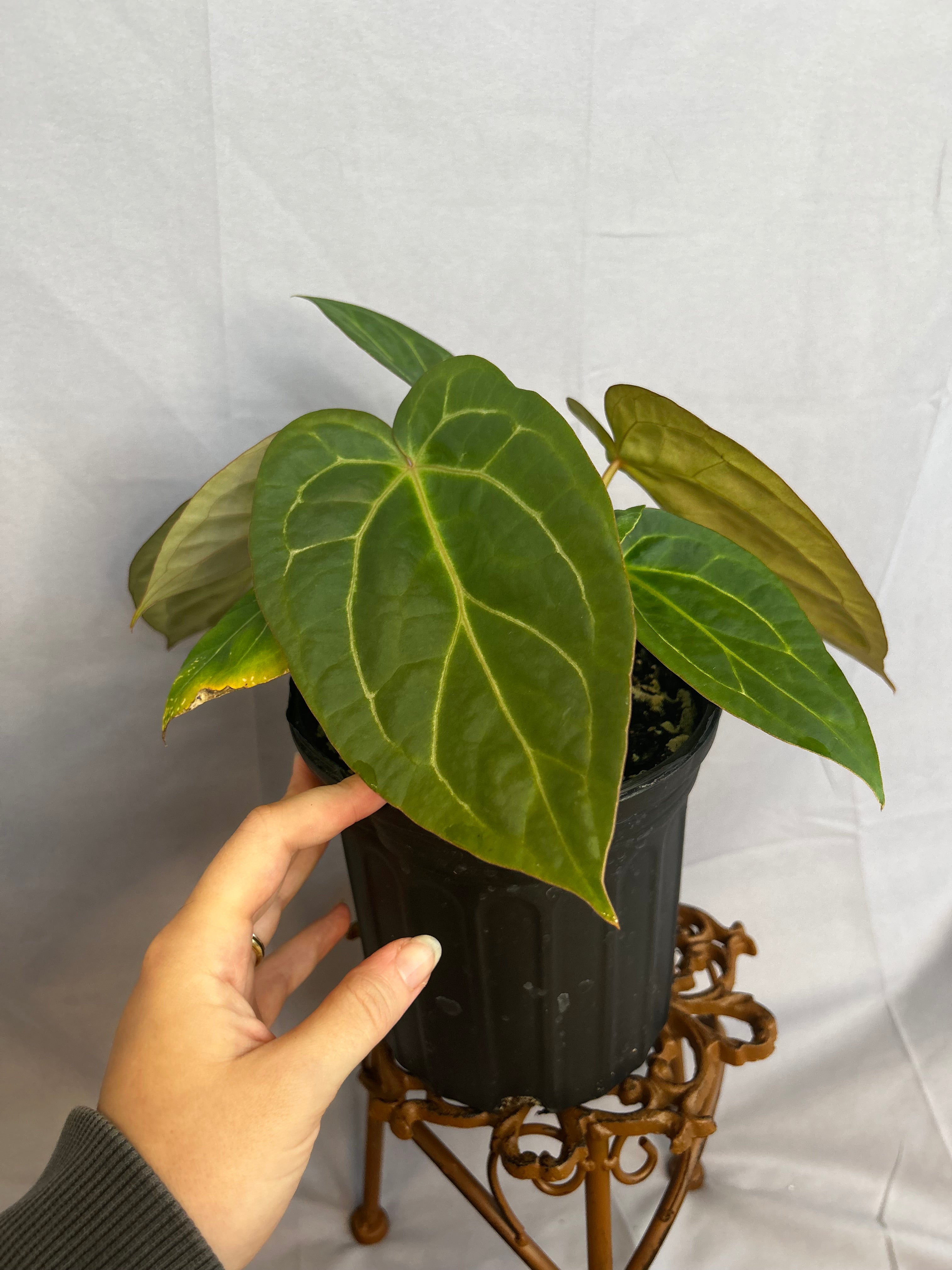 Anthurium ((Crystal x Mag) x Subsignatum x Red Crystal)