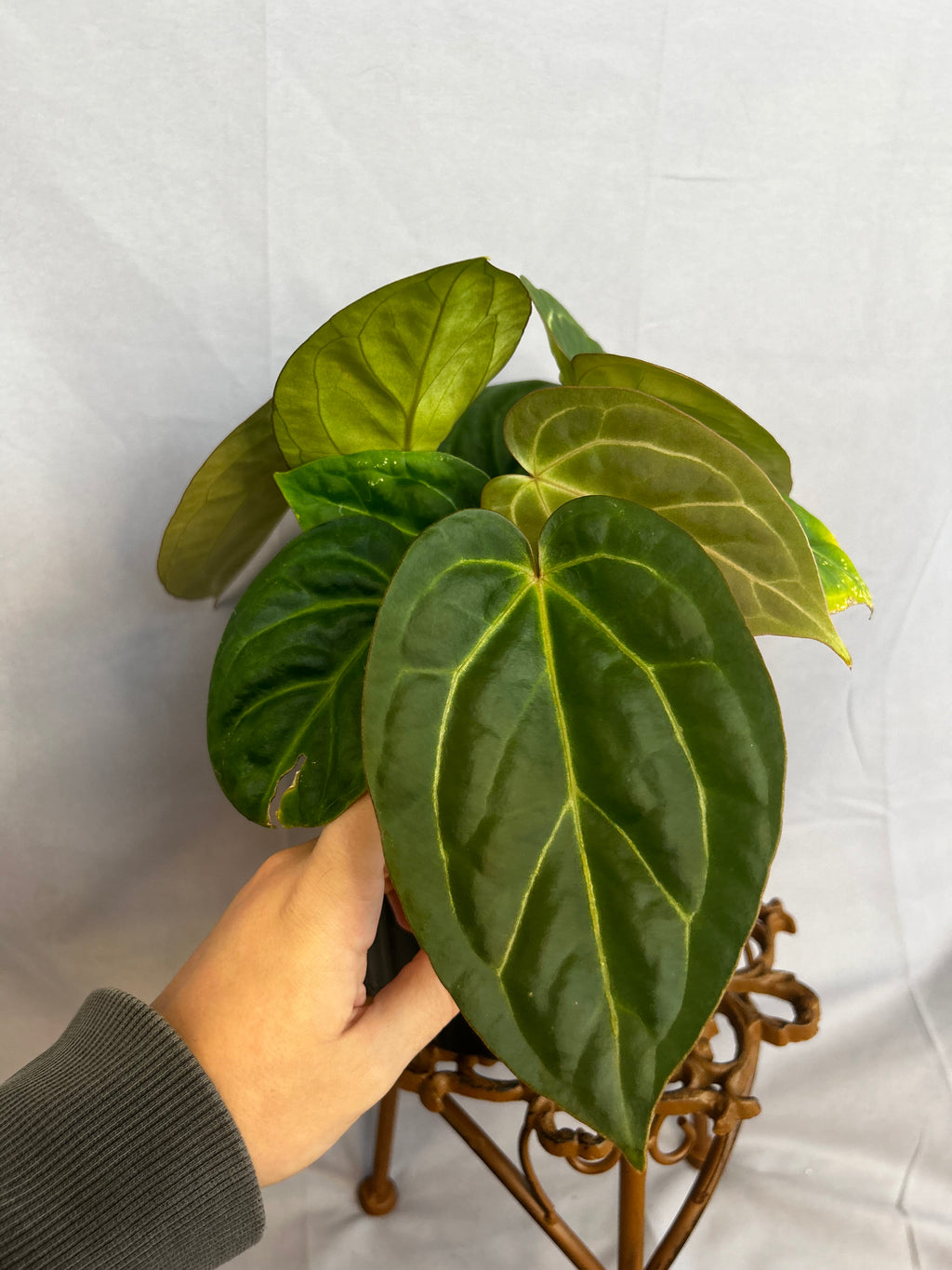 Anthurium ((Crystal x Mag) x Subsignatum x Red Crystal)