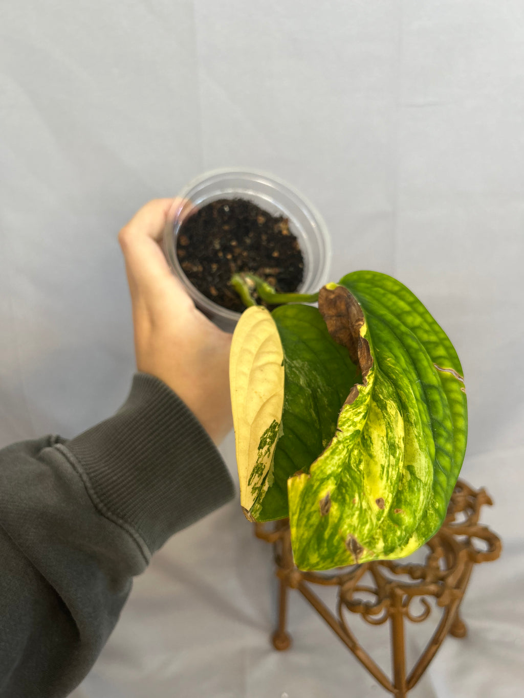 Monstera Peru Variegated