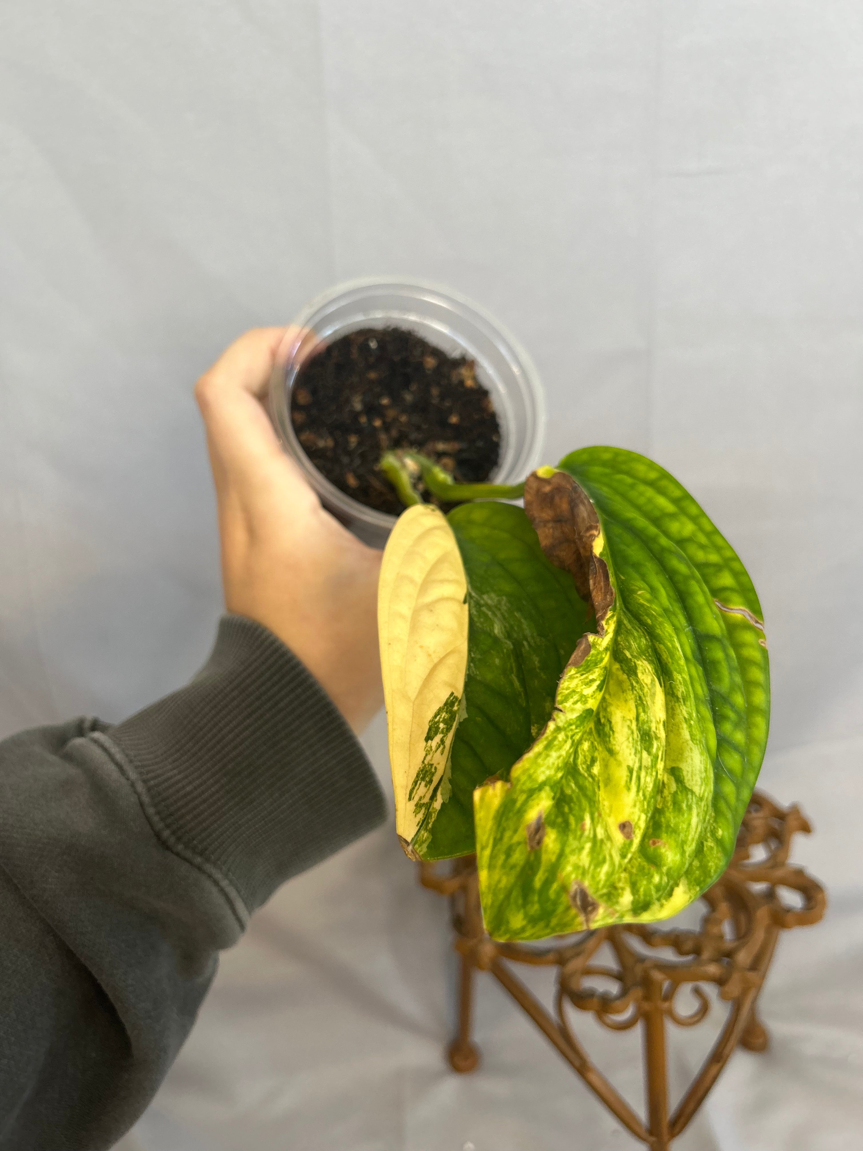 Monstera Peru Variegated
