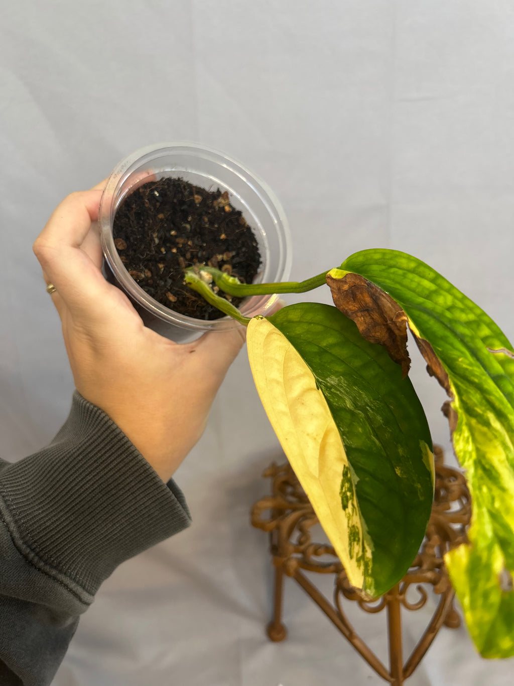 Monstera Peru Variegated
