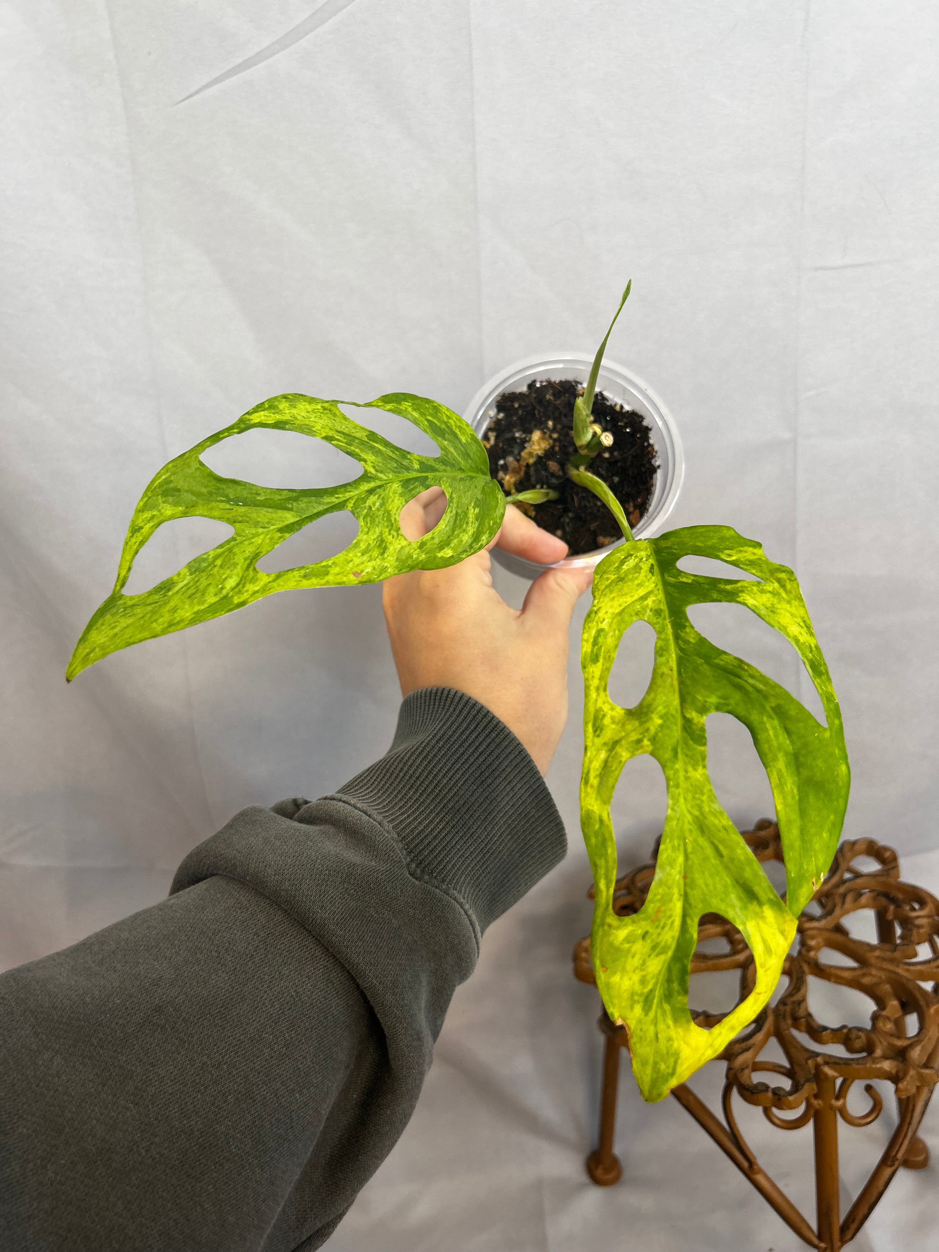 Monstera Adansonii INDO mint