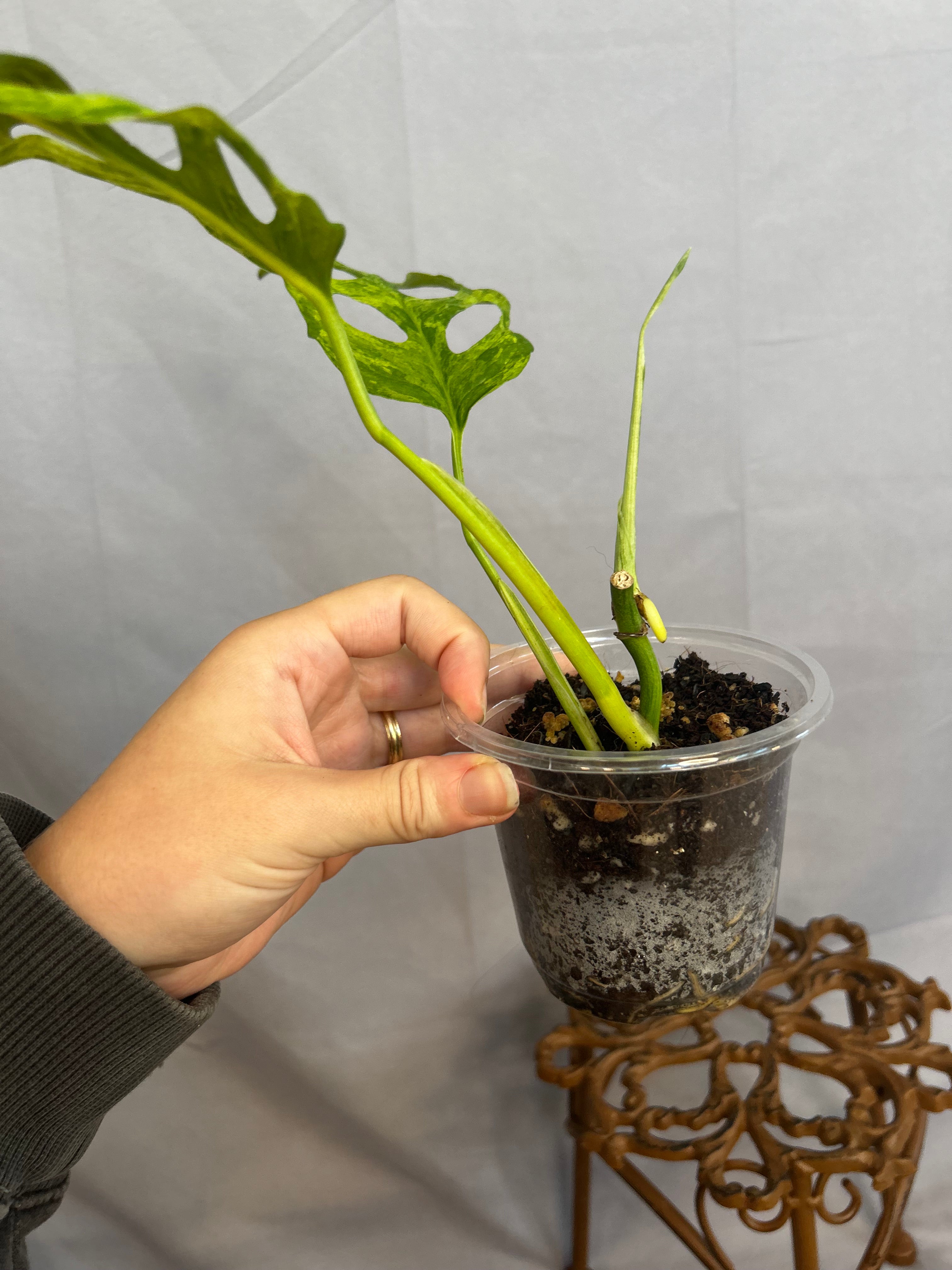 Monstera Adansonii INDO mint