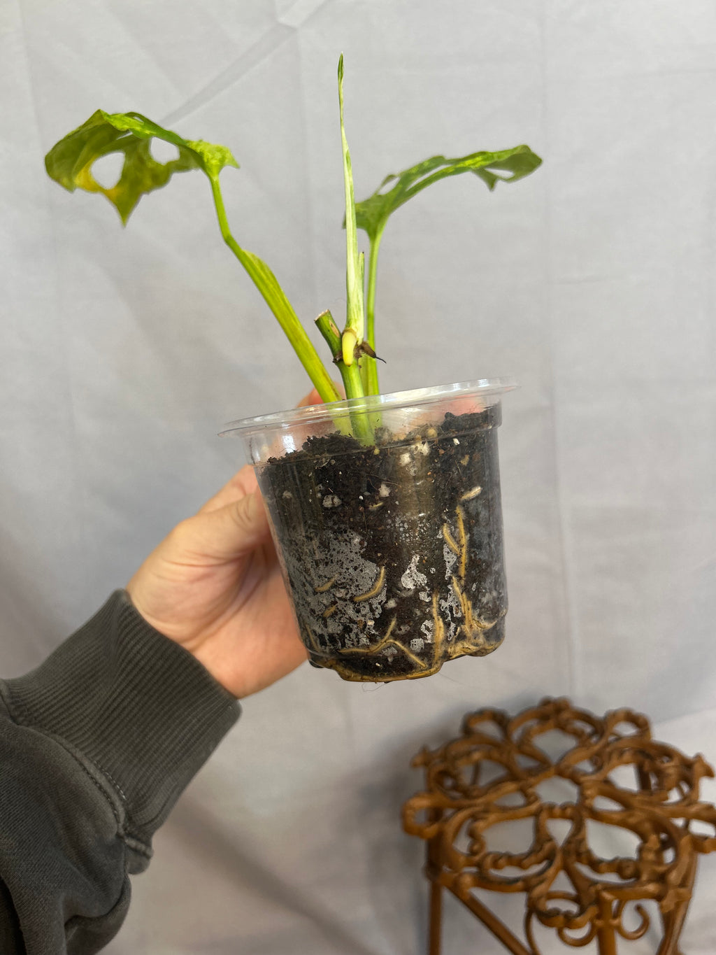 Monstera Adansonii INDO mint