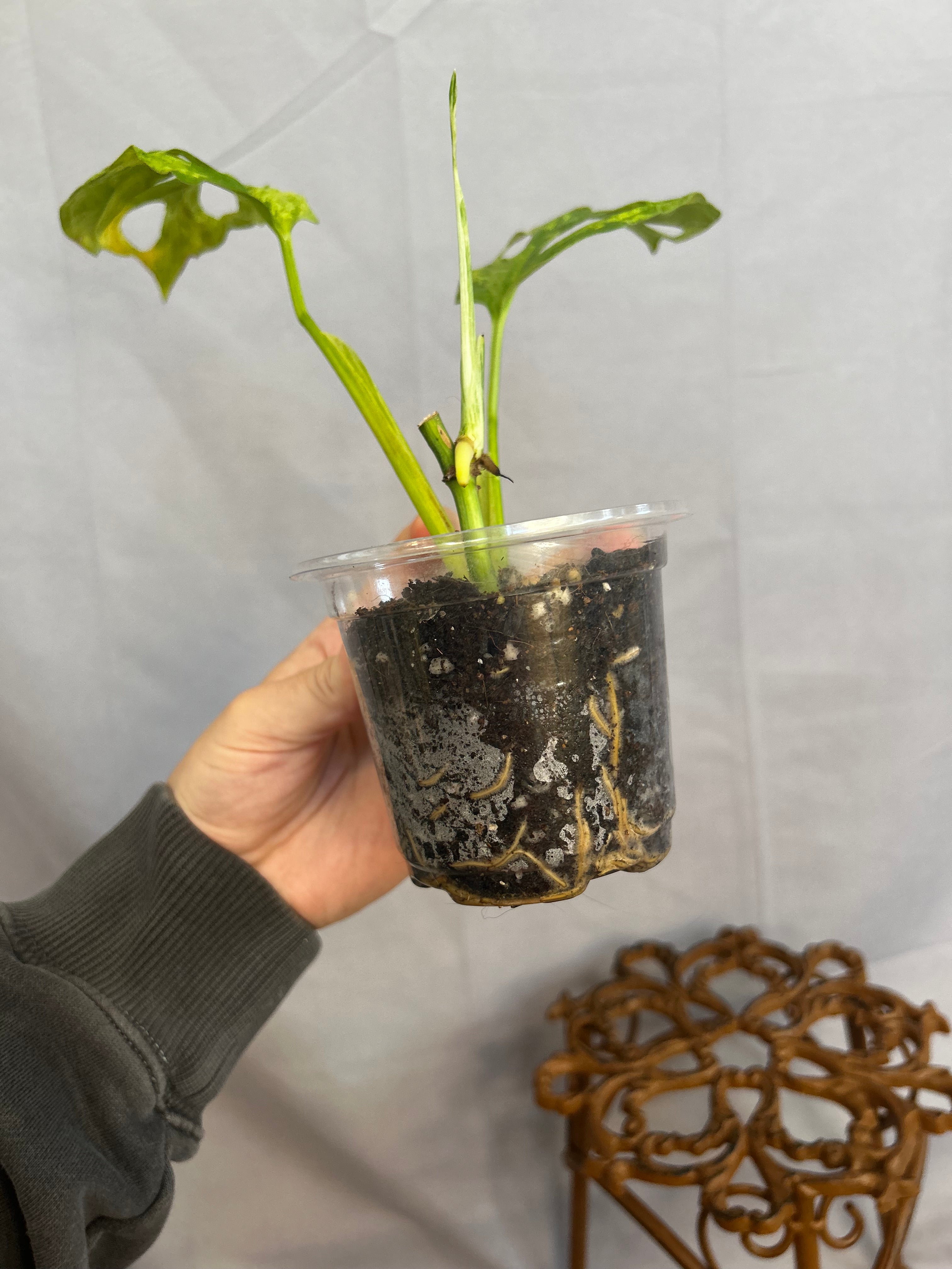 Monstera Adansonii INDO mint