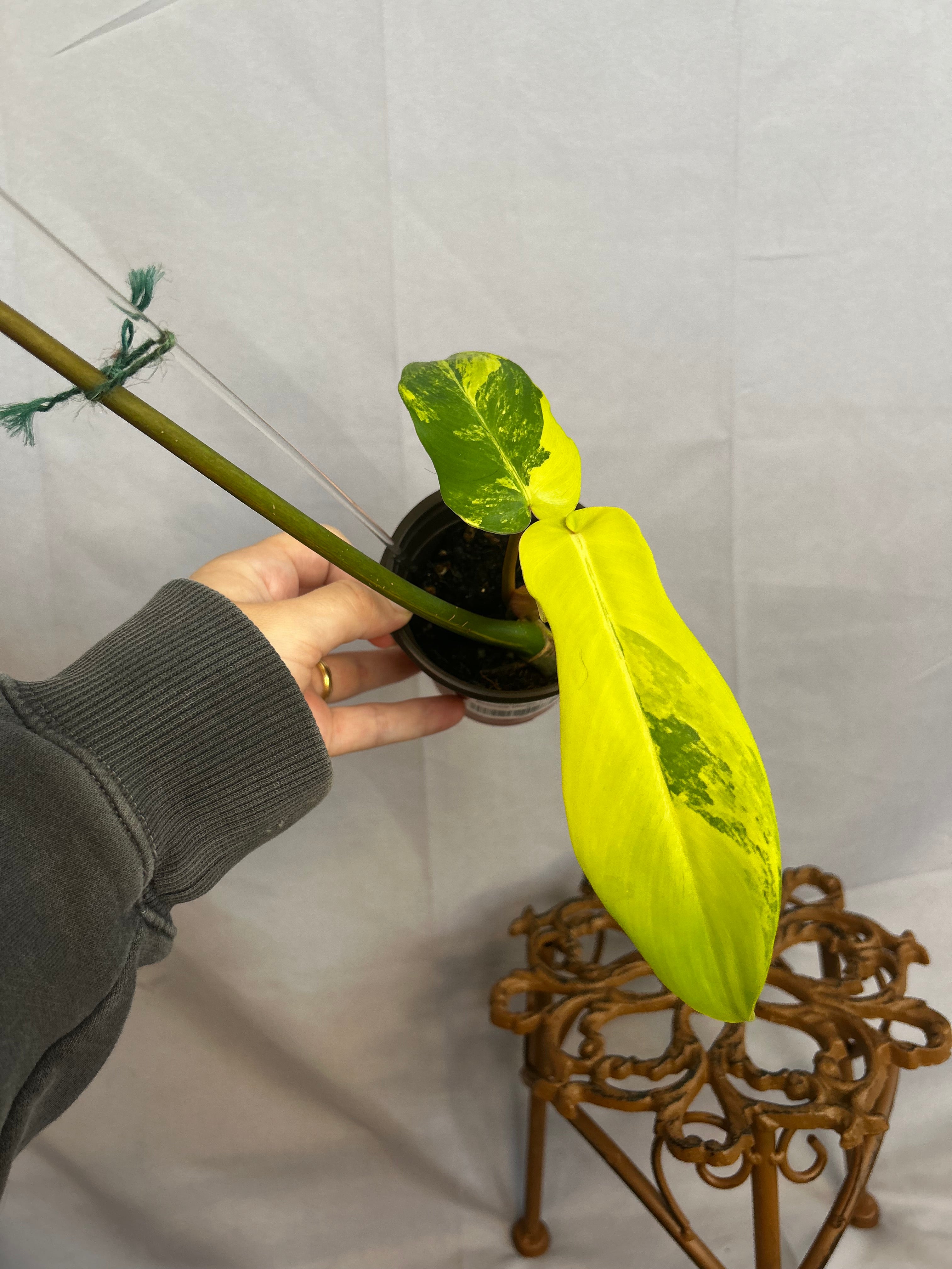 Philodendron Florida beauty x Bobcee Variegated