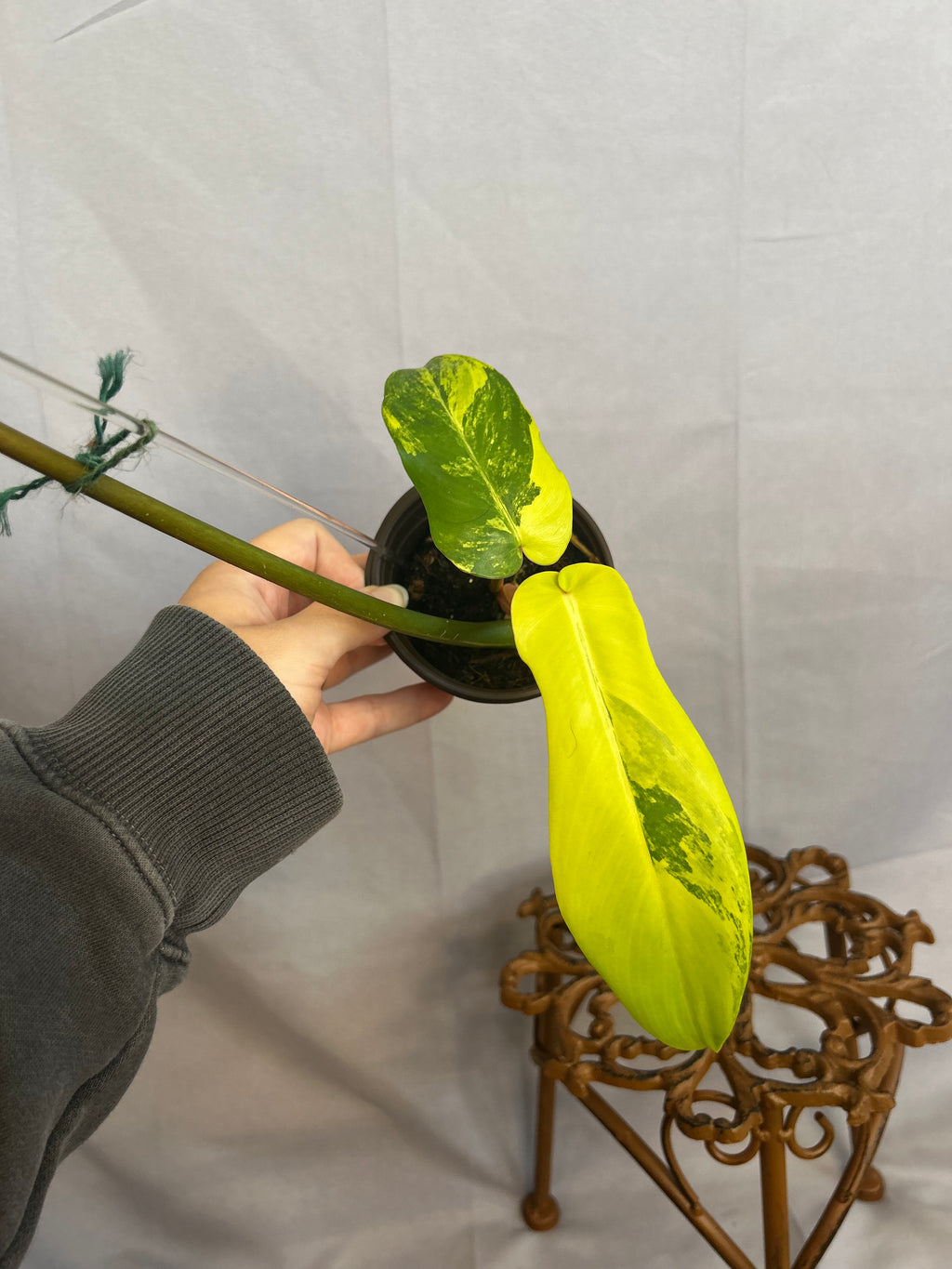 Philodendron Florida beauty x Bobcee Variegated