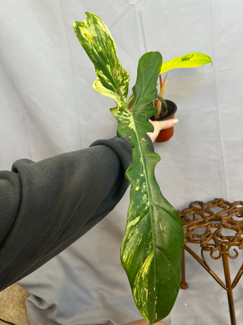 Philodendron Florida beauty x Bobcee Variegated