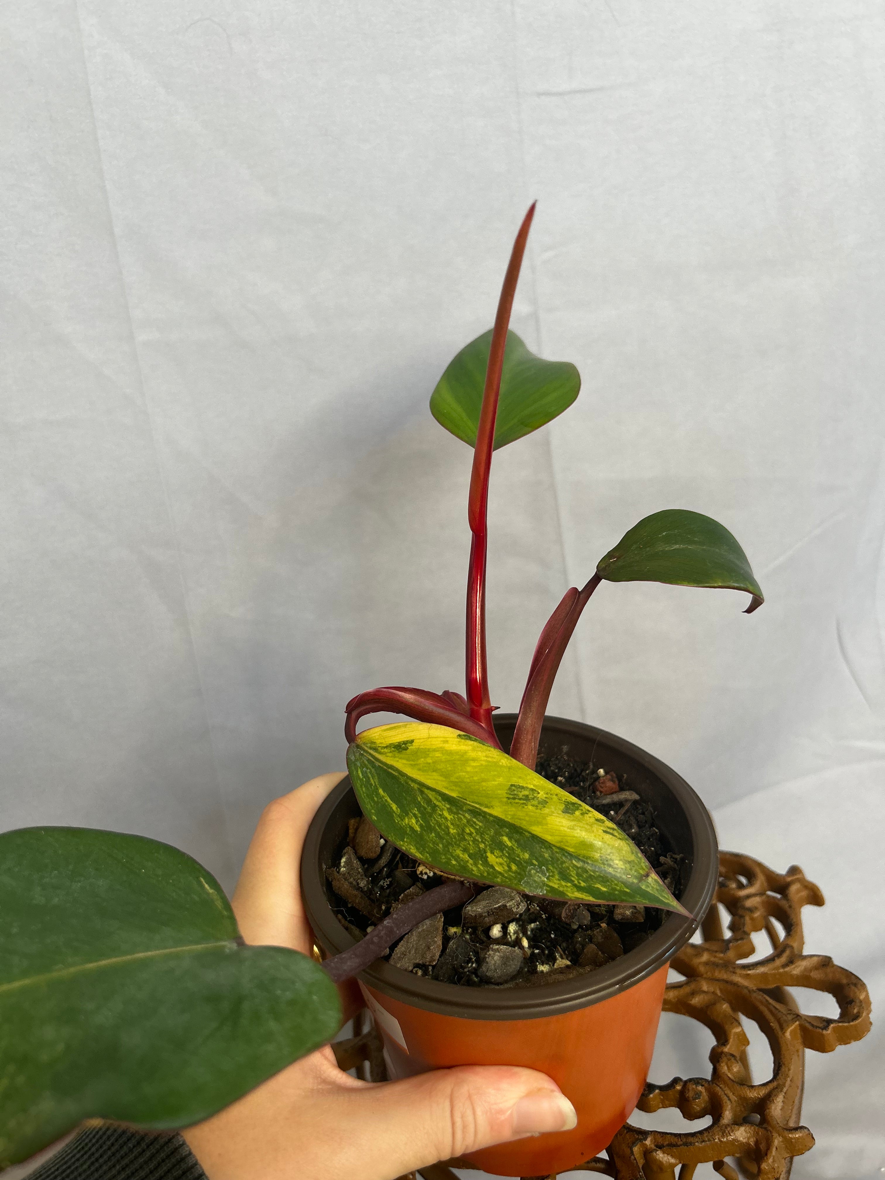 Philodendron Strawberry Shake