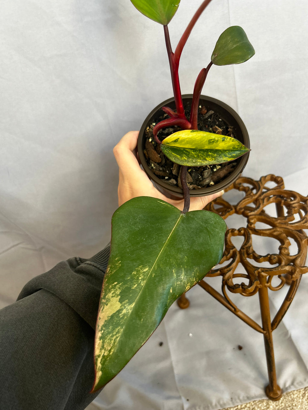 Philodendron Strawberry Shake