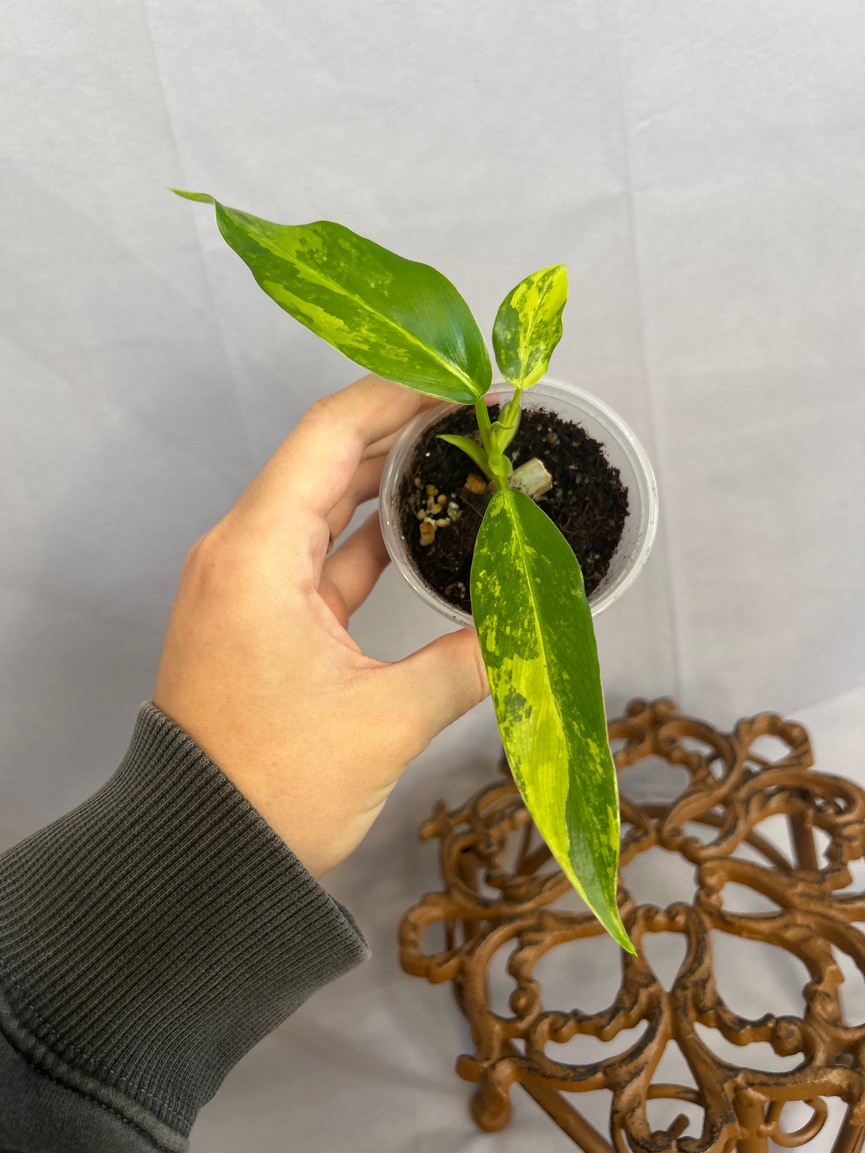 Philodendron Domesticum Variegated