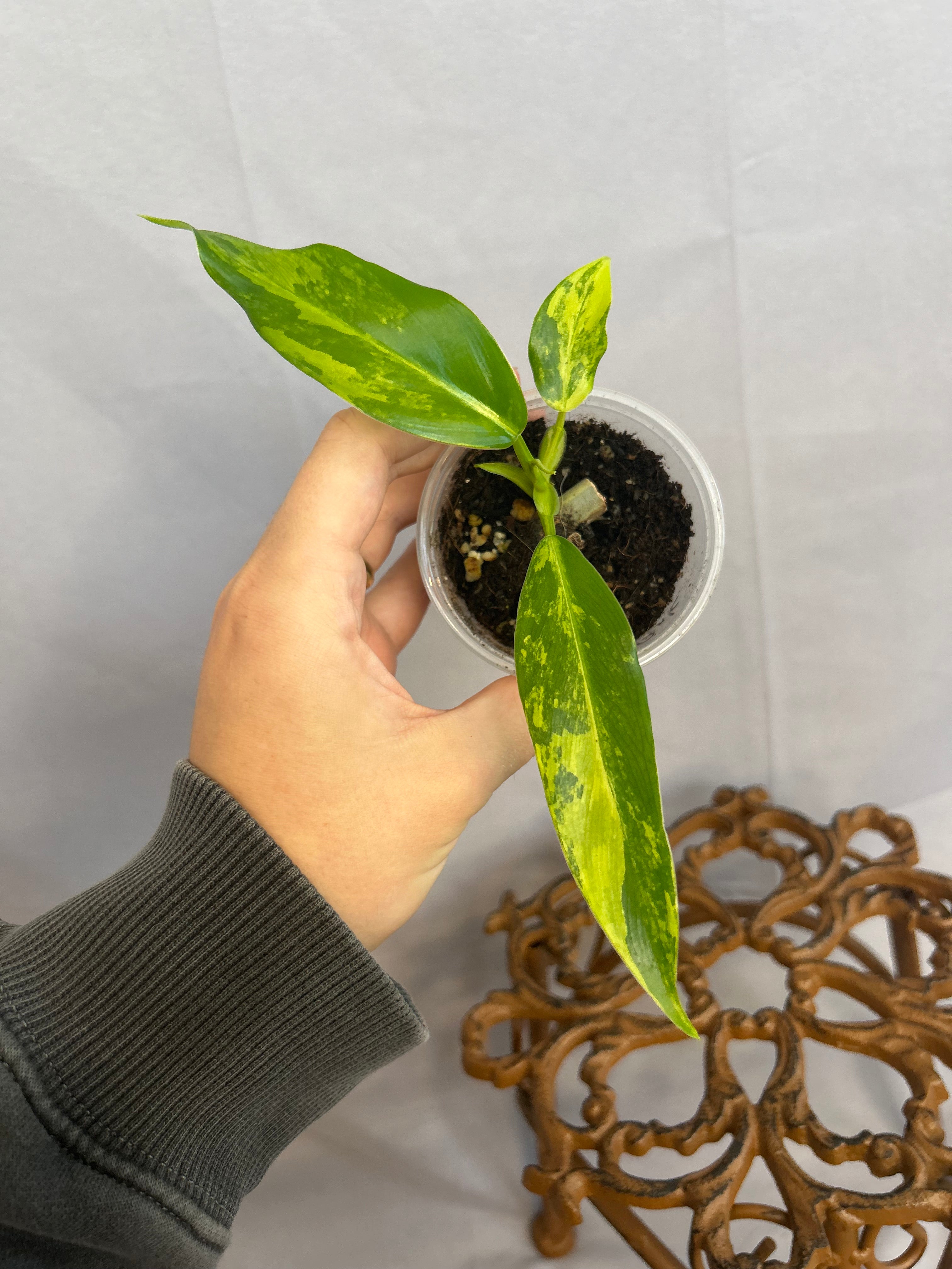 Philodendron Domesticum Variegated