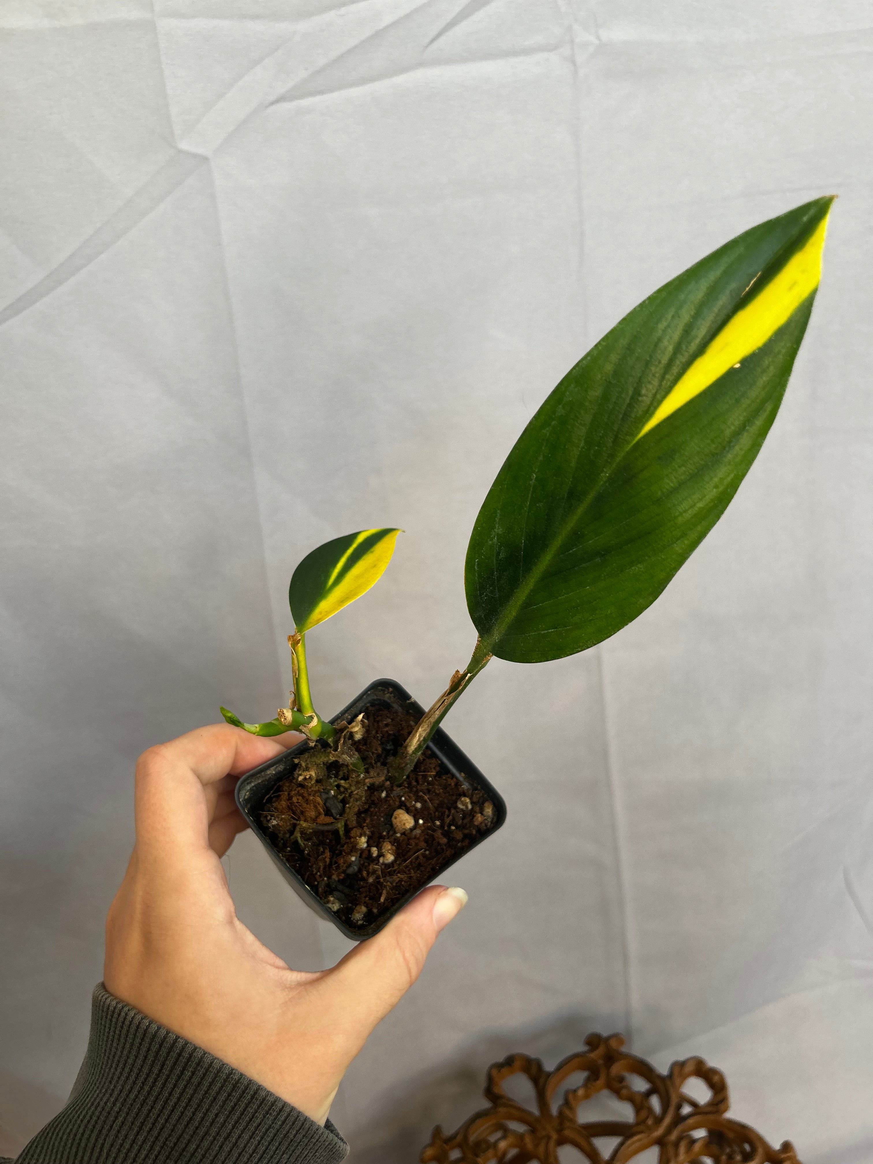 Scindapsus Coriaceaus Variegated Base Cut