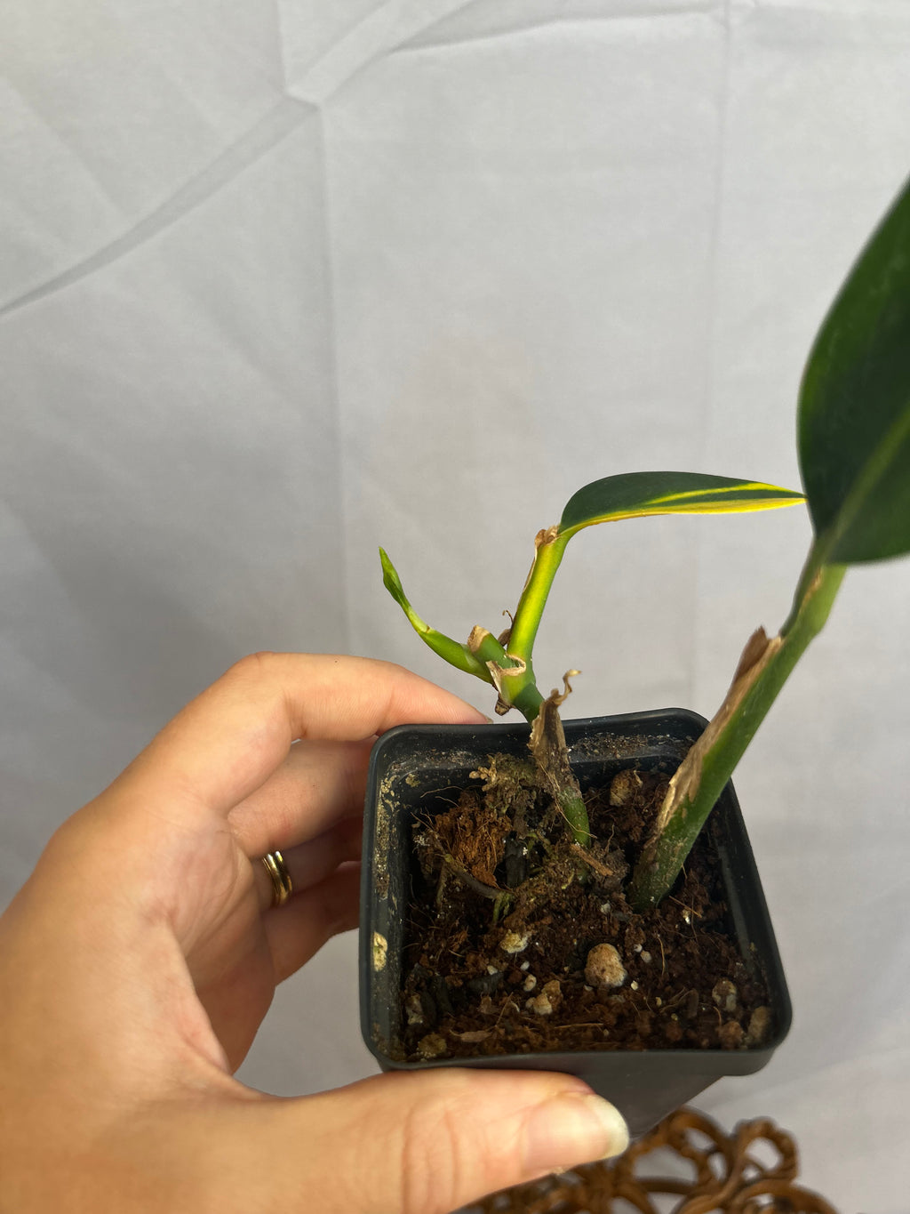 Scindapsus Coriaceaus Variegated Base Cut