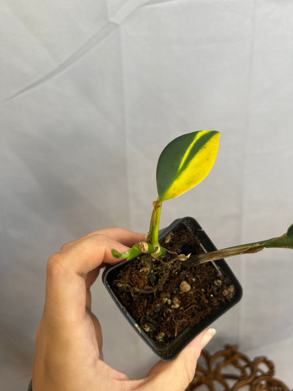 Scindapsus Coriaceaus Variegated Base Cut