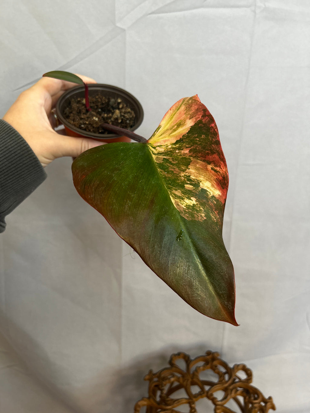 Philodendron Strawberry Shake