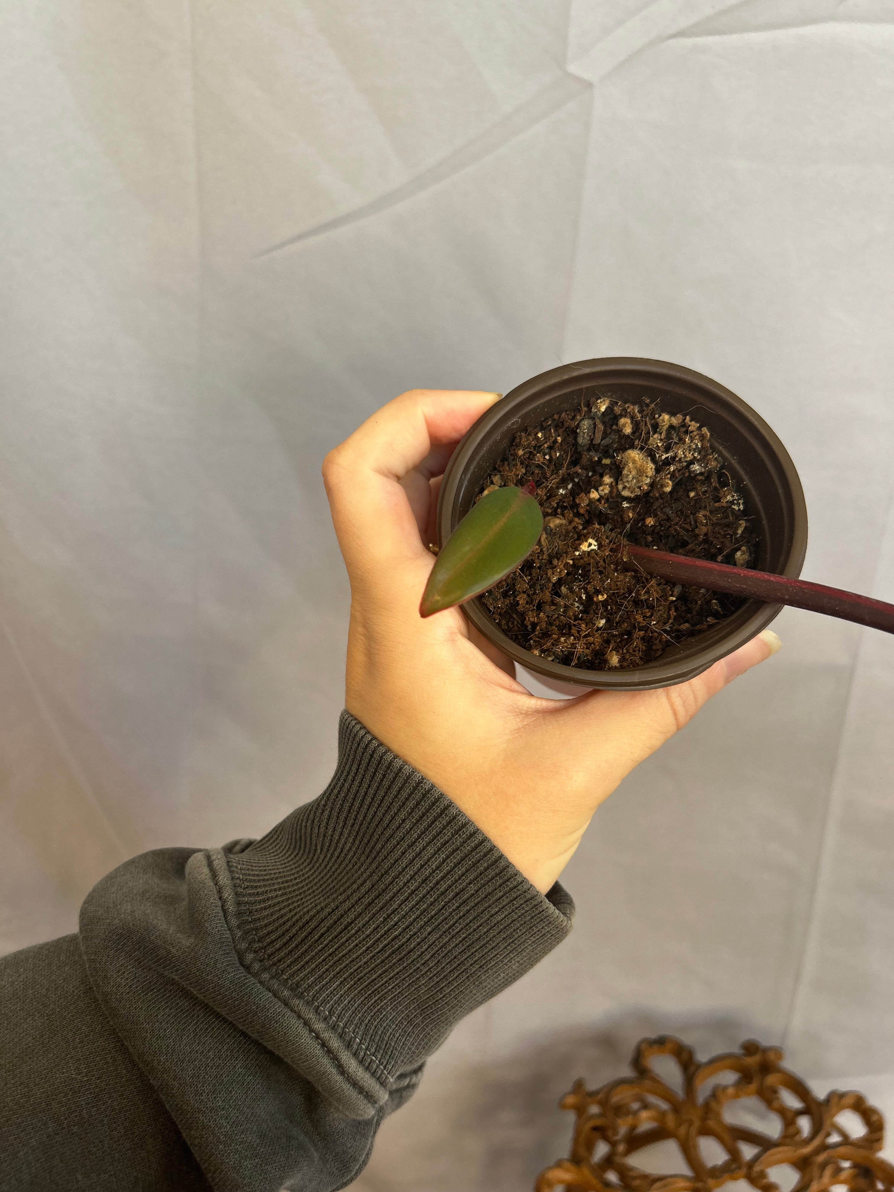 Philodendron Strawberry Shake