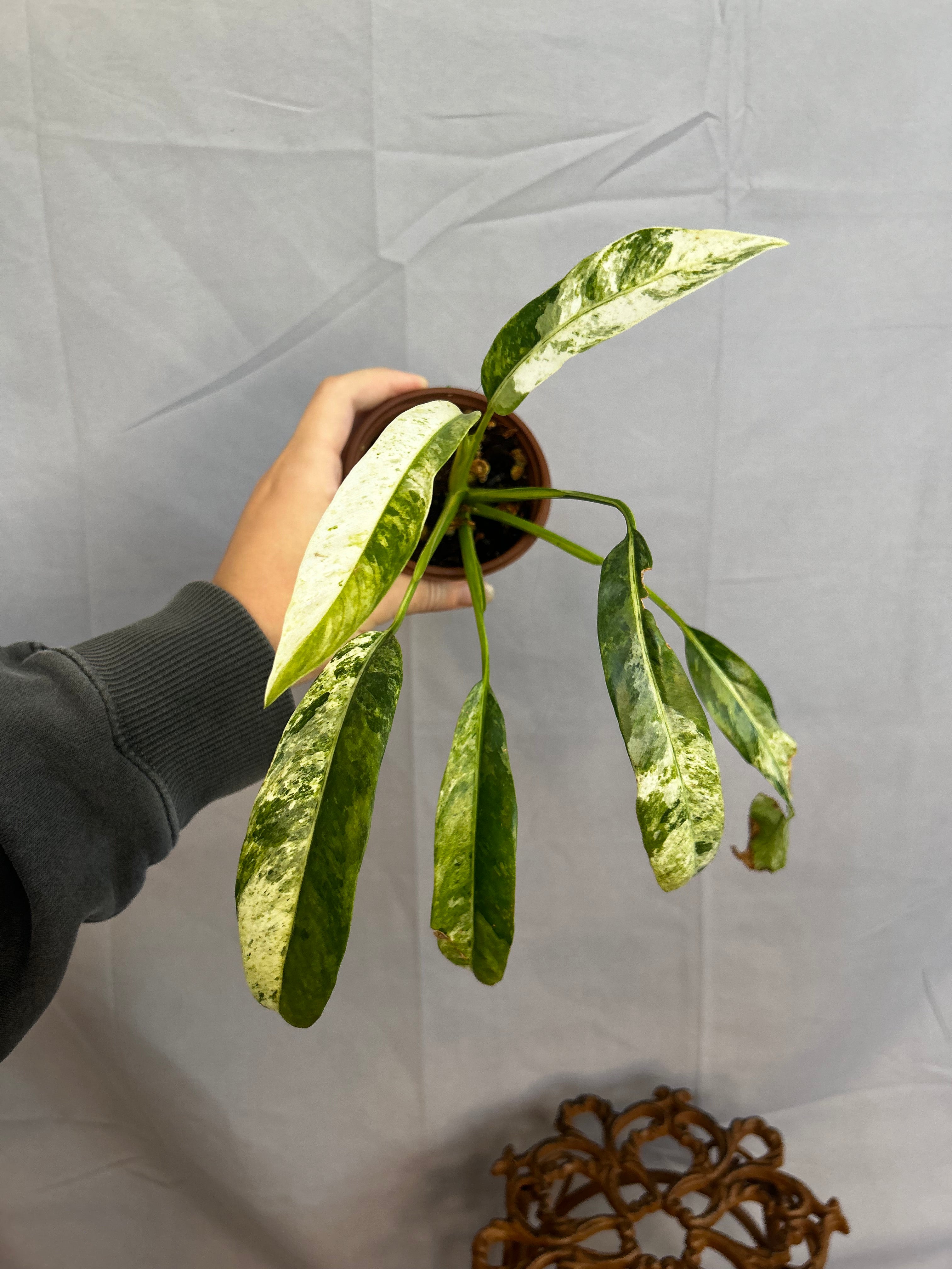 Epipremnum Giganteum Albo