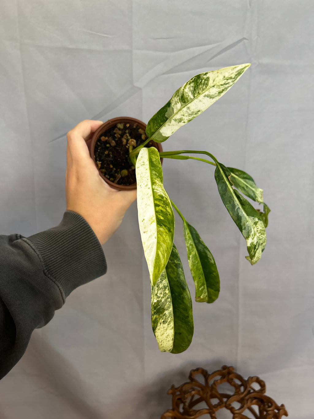 Epipremnum Giganteum Albo