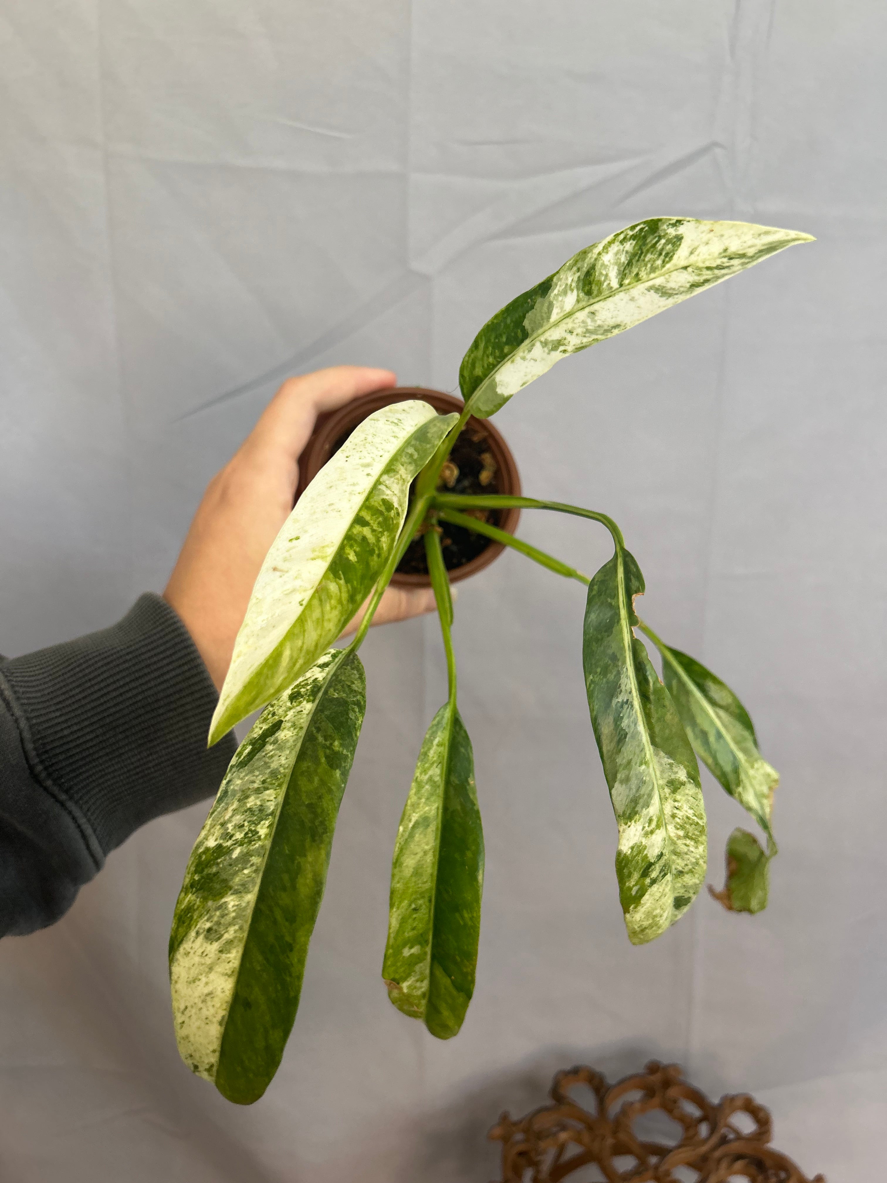 Epipremnum Giganteum Albo